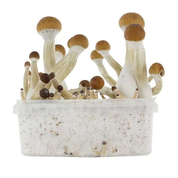 Golden Teacher Magic Mushrooms - buydriedmagicmushroom.com